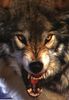 TikyPich's Avatar